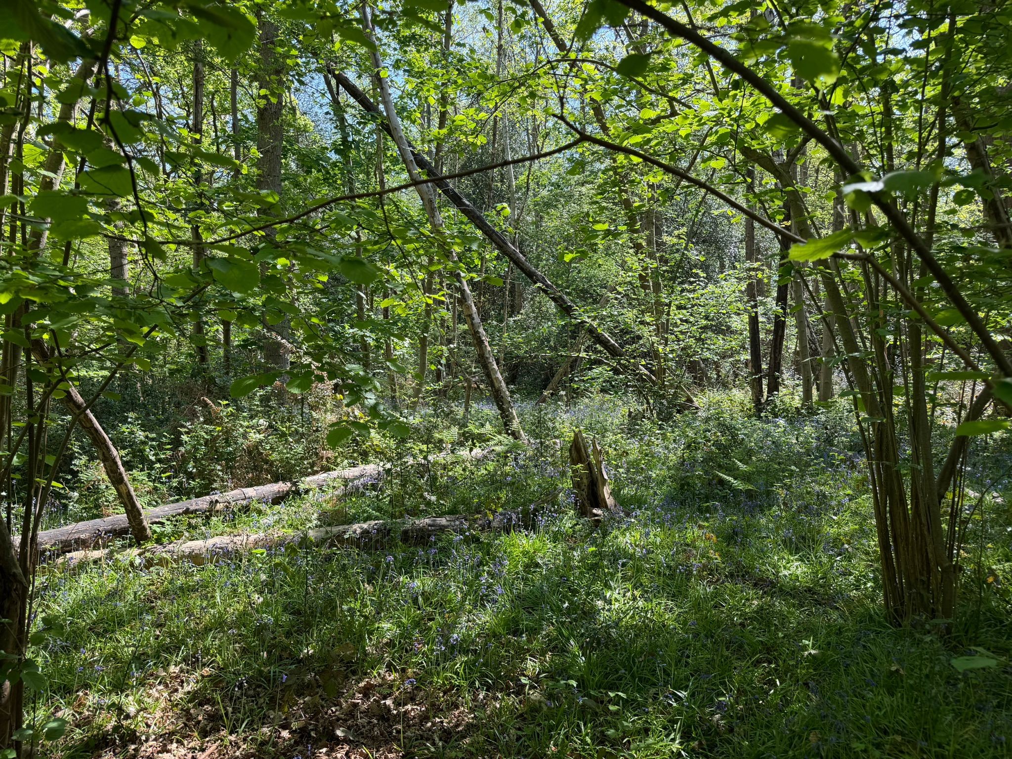 Land at Long Reach, Ockham, Woking, GU23 6PG